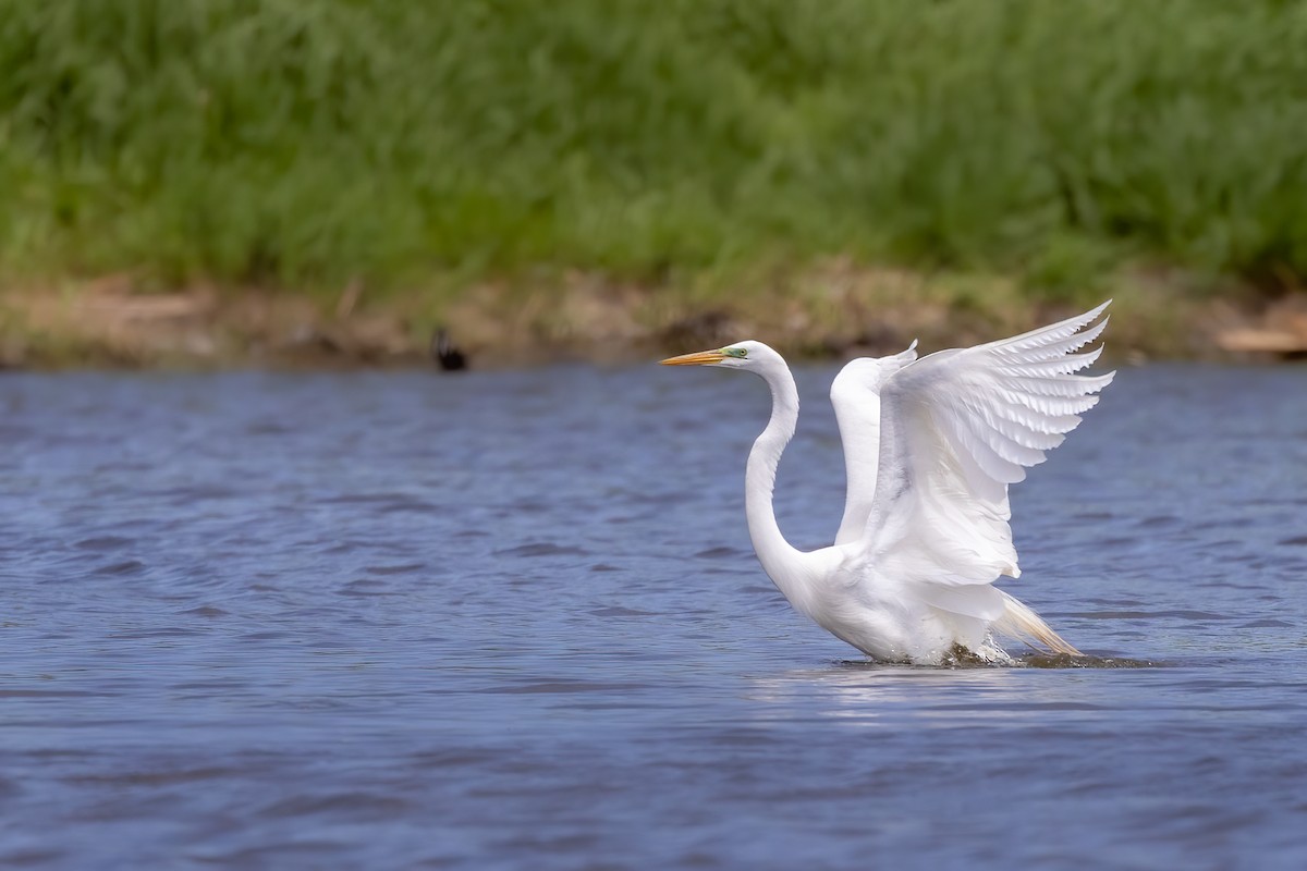 Great Egret - Matt Boley