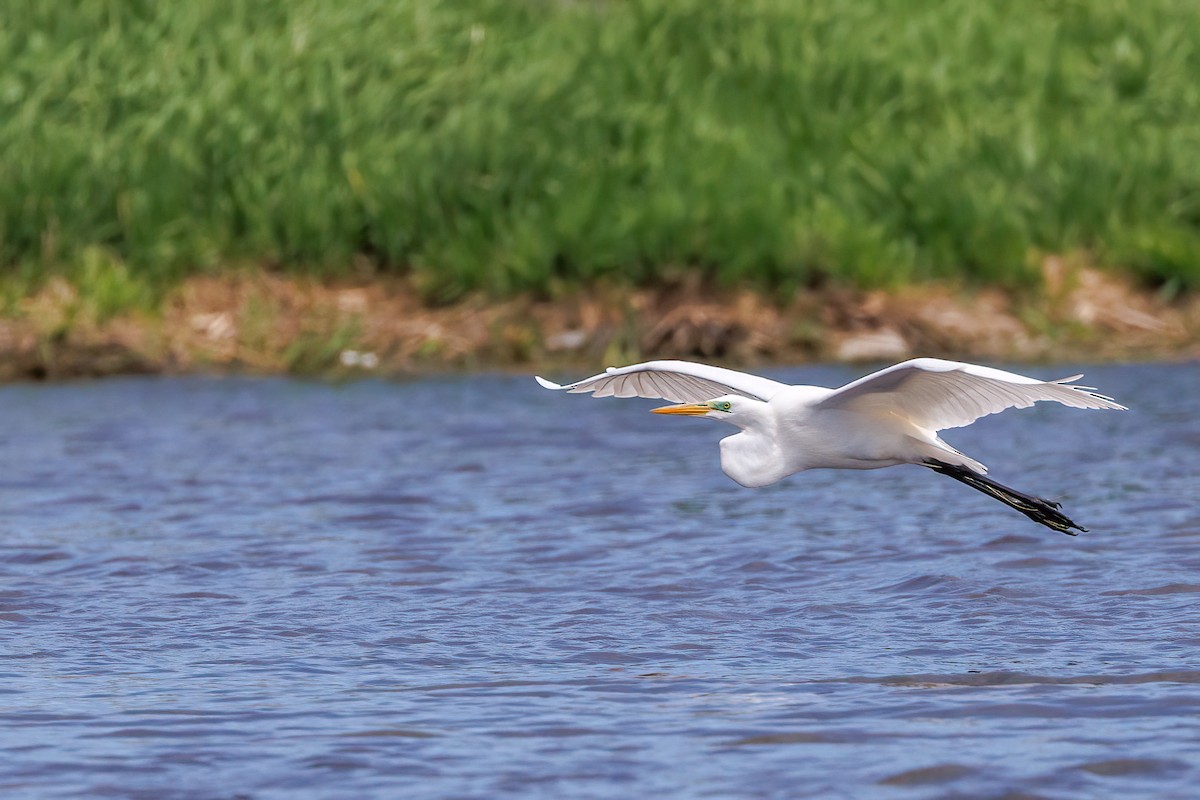 Great Egret - ML618566317