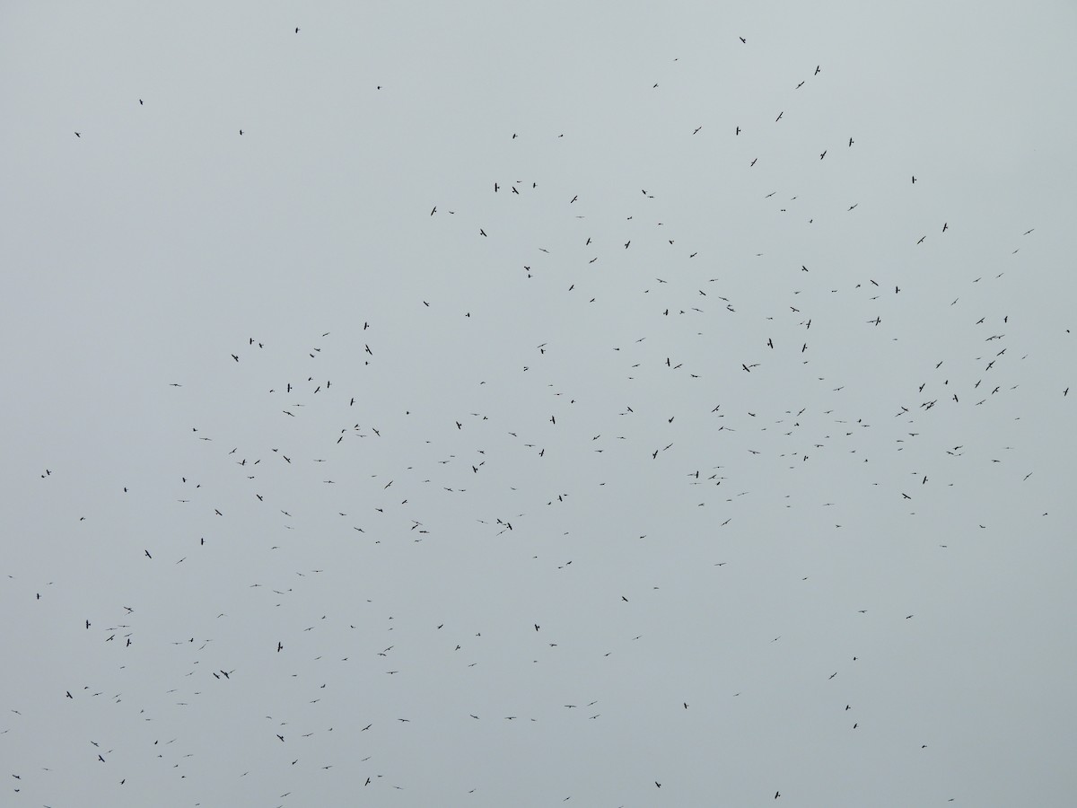 Mississippi Kite - ML618566322