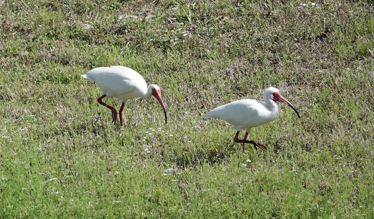 Ibis blanc - ML618566341