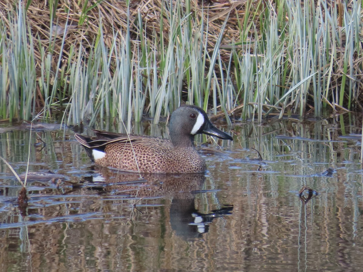 Blue-winged Teal - ML618566342