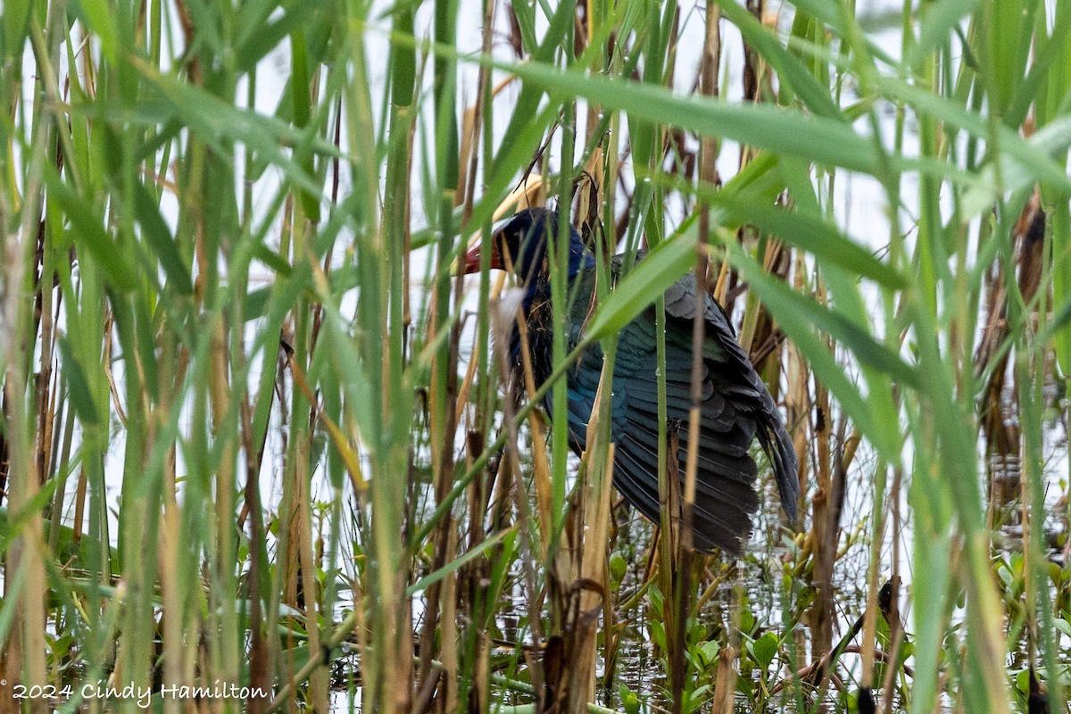 Purple Gallinule - Cindy Hamilton