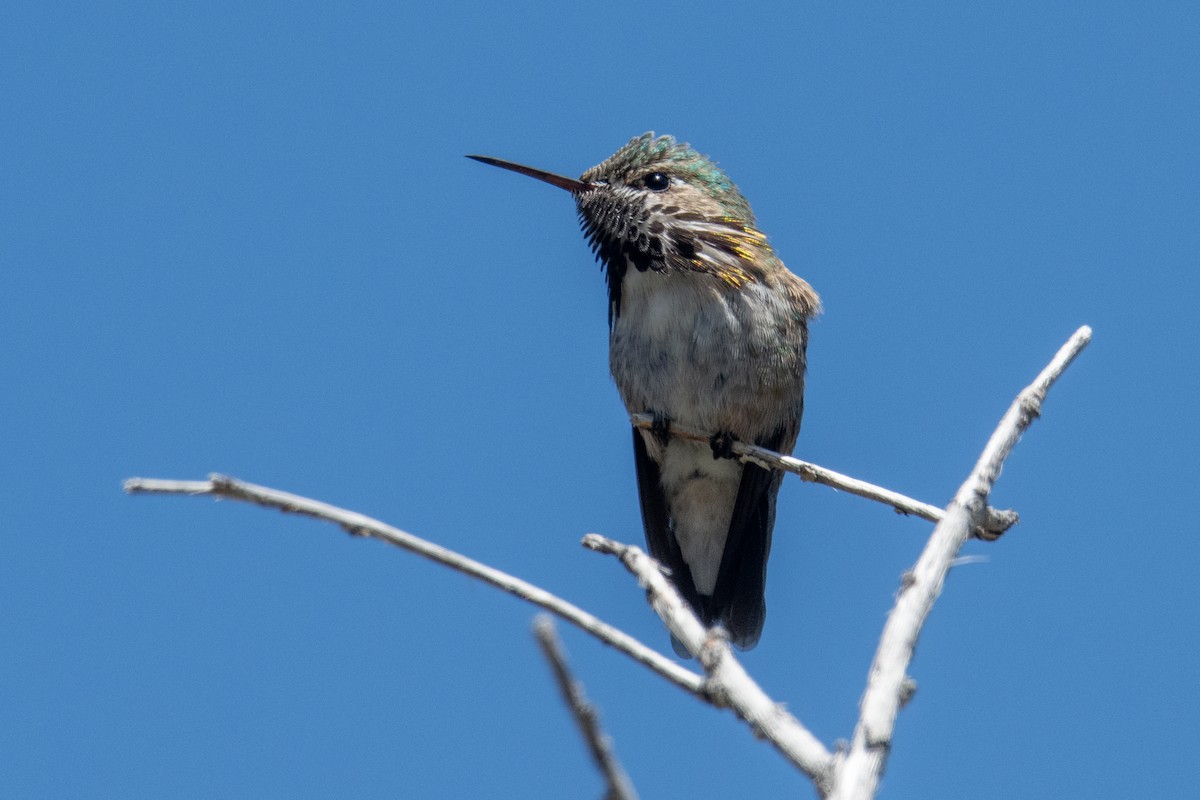 Calliope Hummingbird - Jeff Bleam