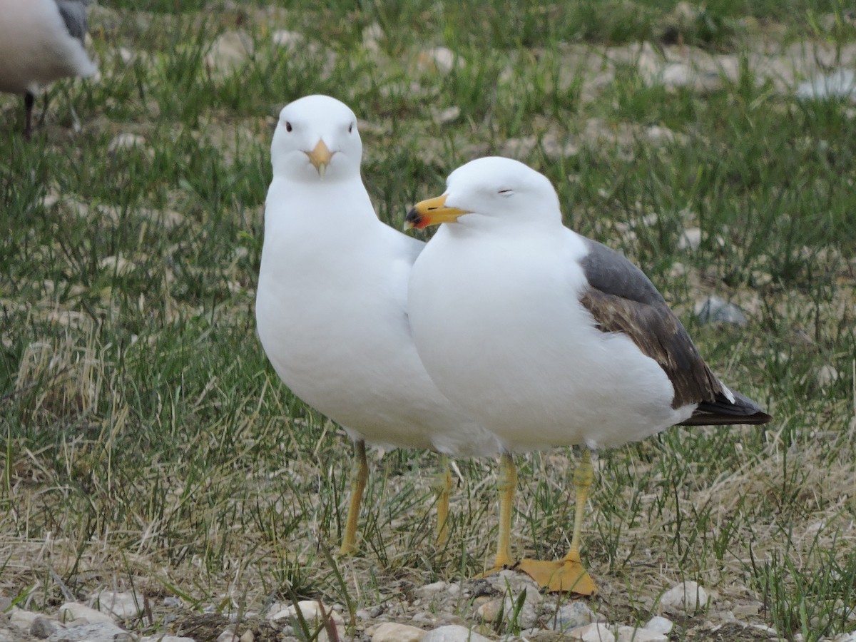 Lesser Black-backed Gull - ML618566358