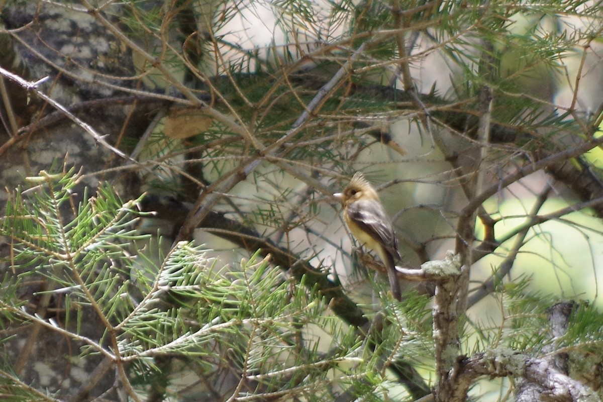 Tufted Flycatcher - ML618566361