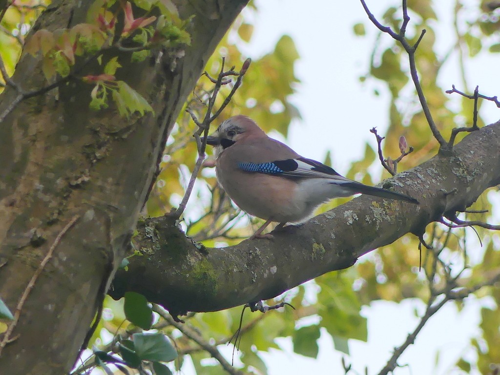 Eurasian Jay - ML618566366