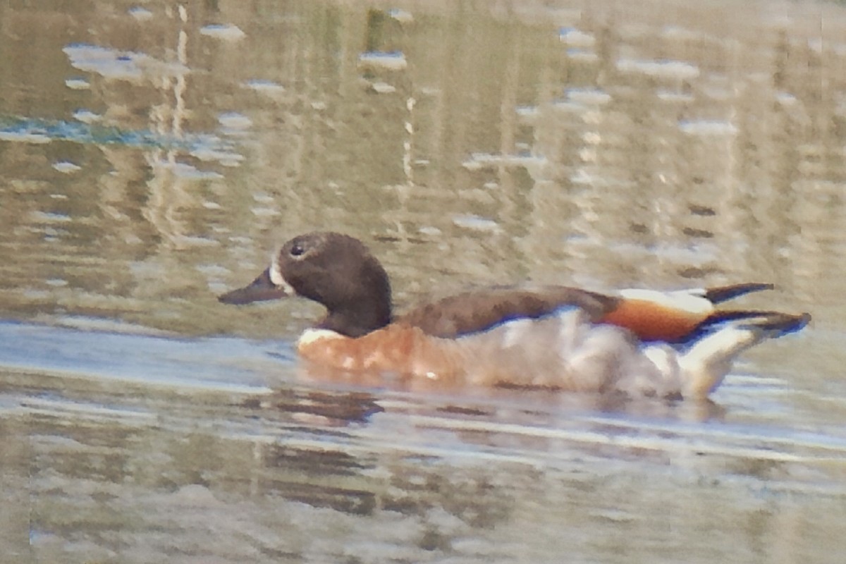 Australian Shelduck - ML618566367