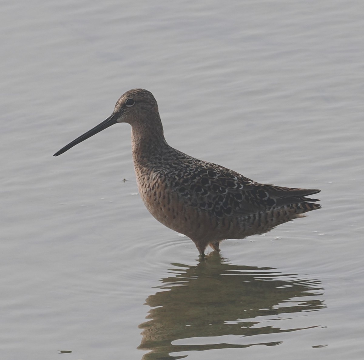 Short-billed Dowitcher - ML618566401