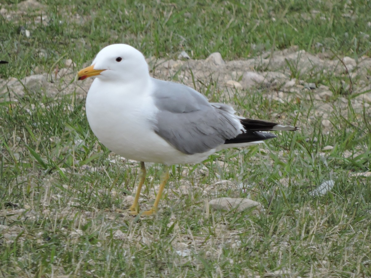 Gaviota Californiana - ML618566432