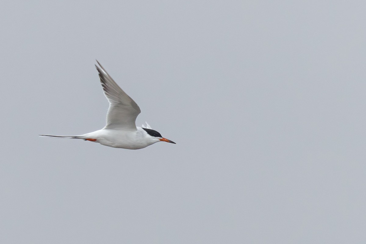 Forster's Tern - Elliott Ress