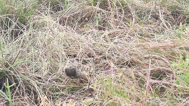 Chestnut-collared Longspur - ML618566464