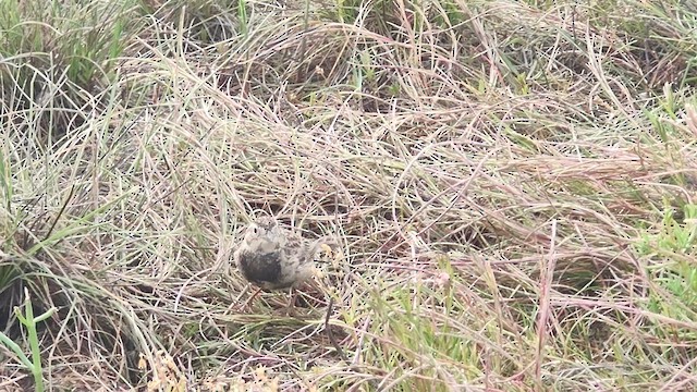 Chestnut-collared Longspur - ML618566464