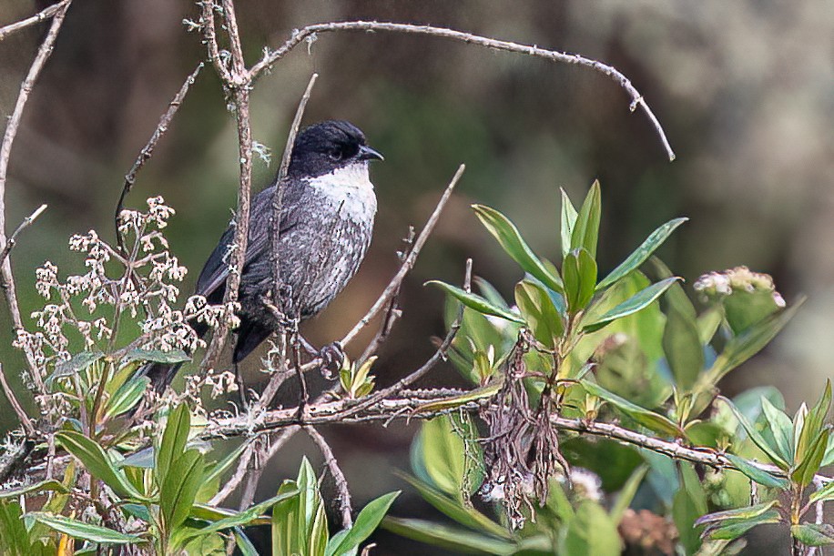 Black-backed Bush Tanager - Chris Venetz | Ornis Birding Expeditions