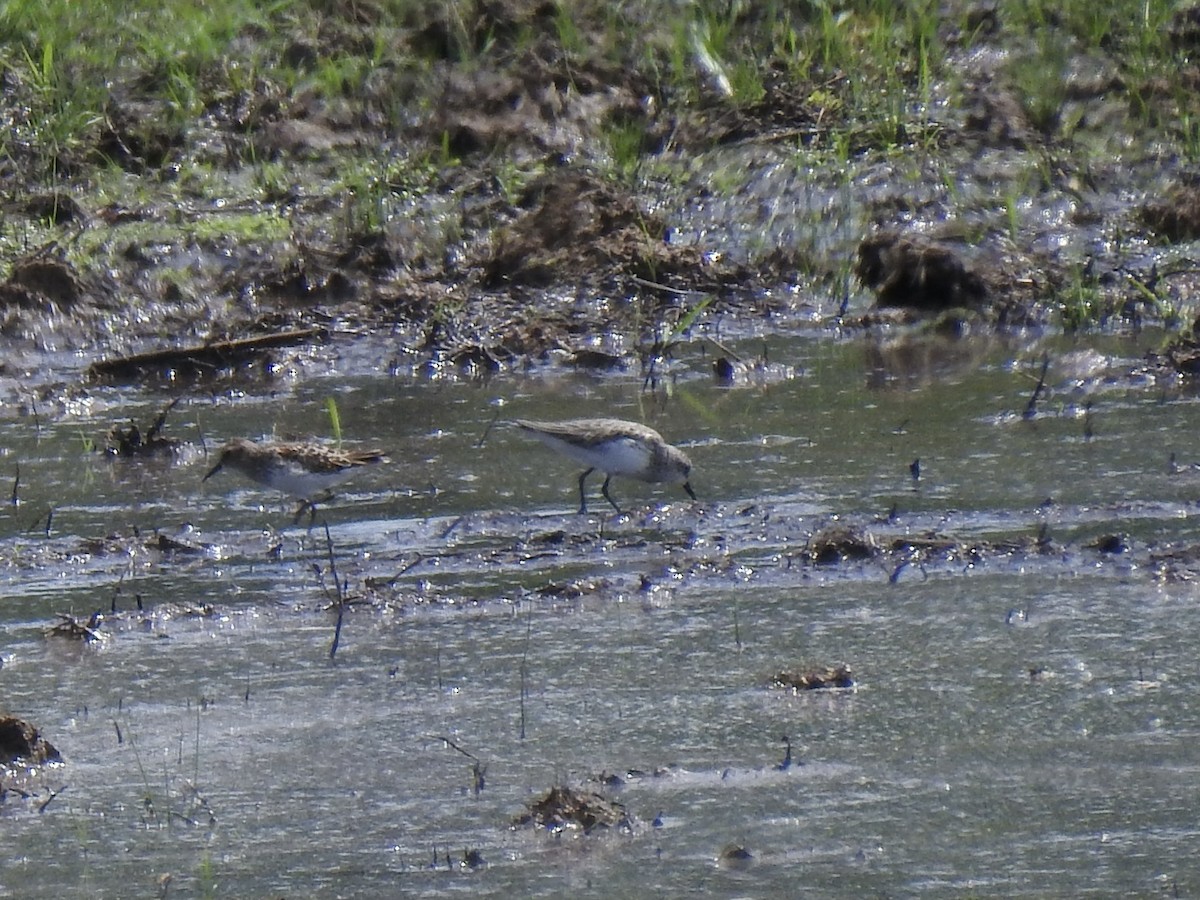 Semipalmated Sandpiper - ML618566521