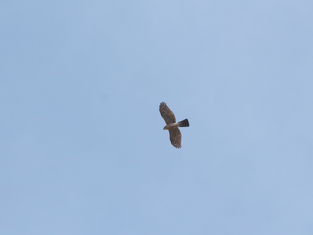 Eurasian Sparrowhawk - Keith Valentine