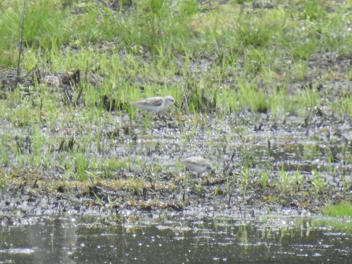 Semipalmated Sandpiper - ML618566527