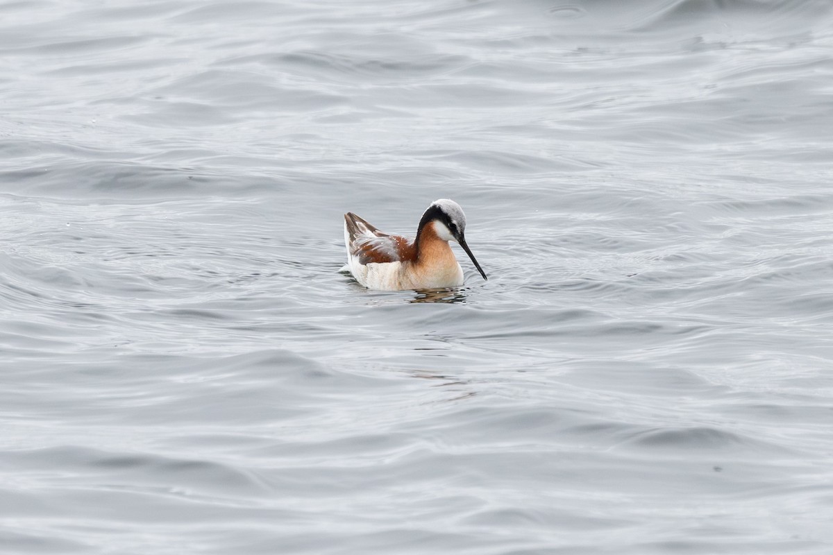 Wilson's Phalarope - ML618566530