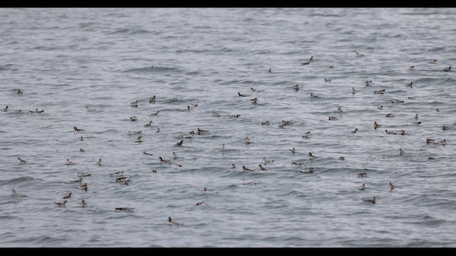 Wilson's Phalarope - ML618566544