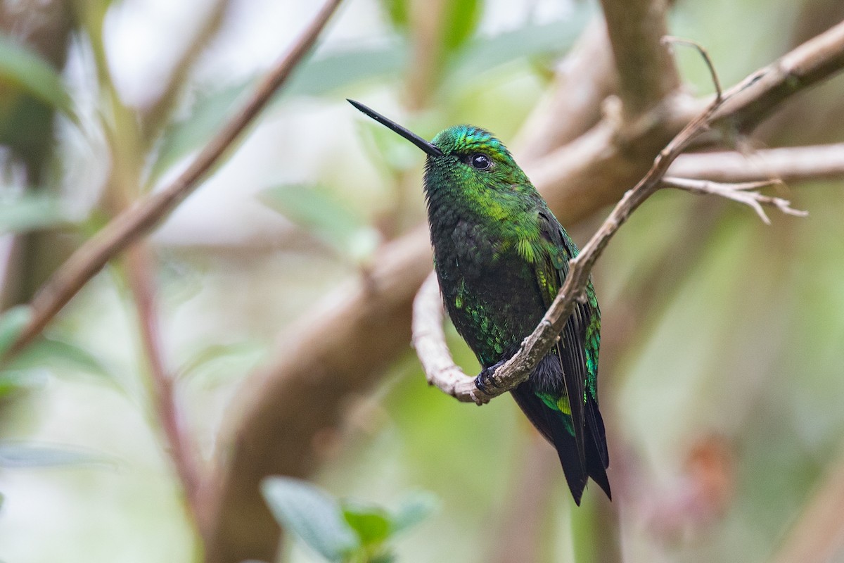 Black-thighed Puffleg - Chris Venetz | Ornis Birding Expeditions