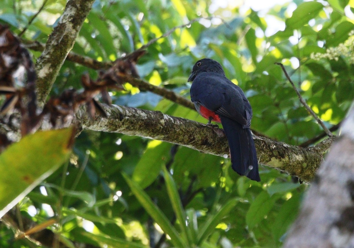 Slaty-tailed Trogon - Richard Greenhalgh