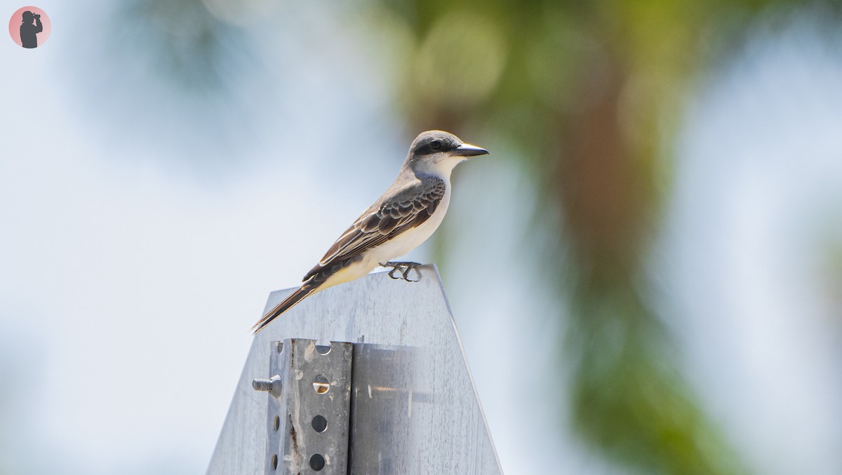 Gray Kingbird - ML618566603