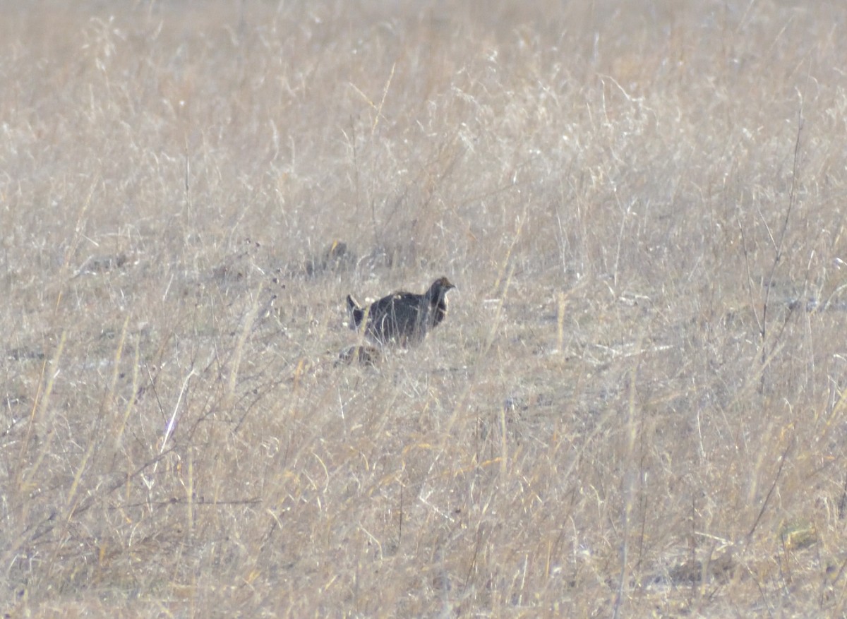 Greater Prairie-Chicken - ML618566653