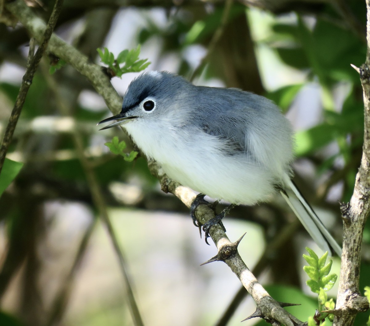 Blue-gray Gnatcatcher - ML618566660