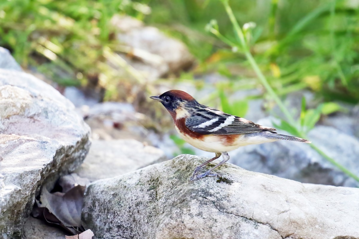 Bay-breasted Warbler - David Lang