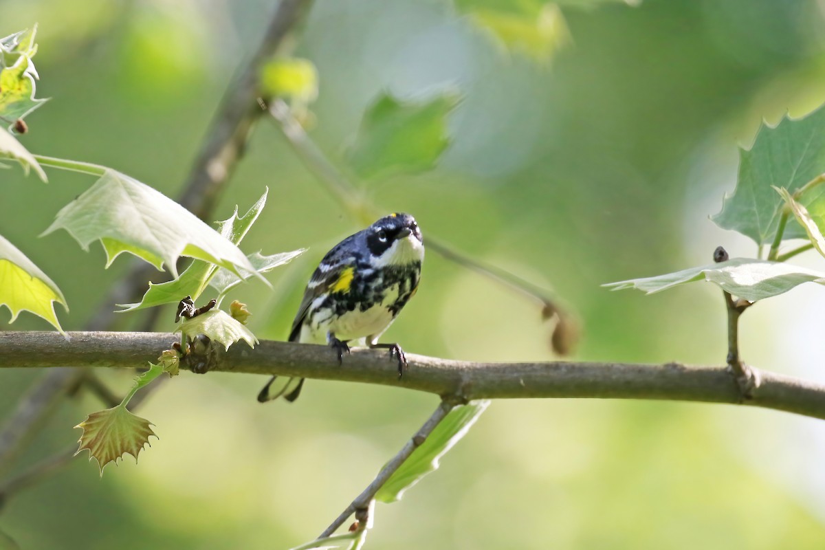 Yellow-rumped Warbler (Myrtle) - David Lang