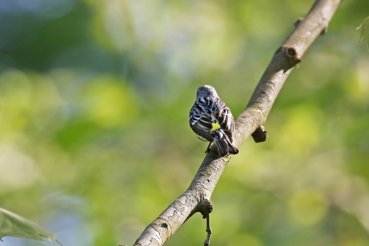 Yellow-rumped Warbler (Myrtle) - David Lang