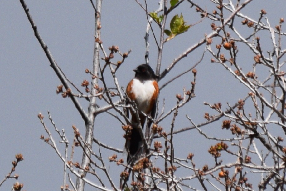 Spotted Towhee (maculatus Group) - ML618566700