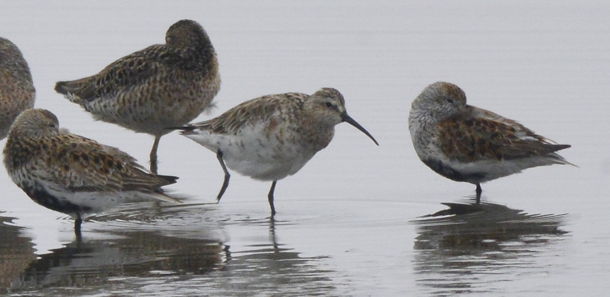 Curlew Sandpiper - ML618566720