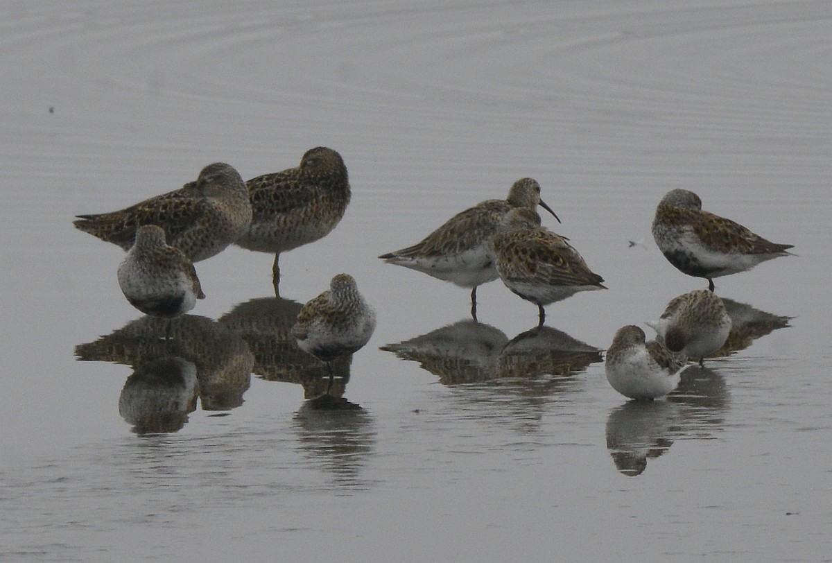 Curlew Sandpiper - Bill Elrick