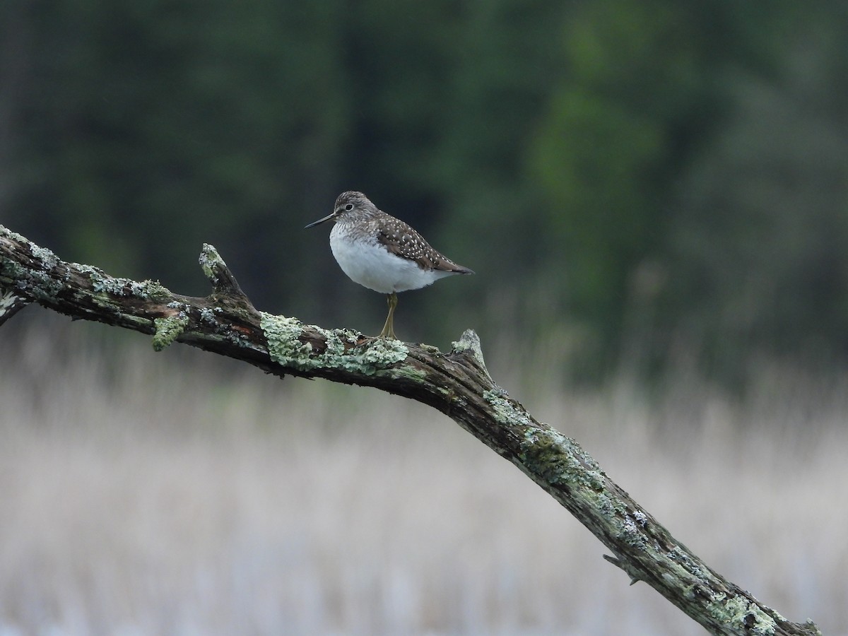 Solitary Sandpiper - Eric Lamond