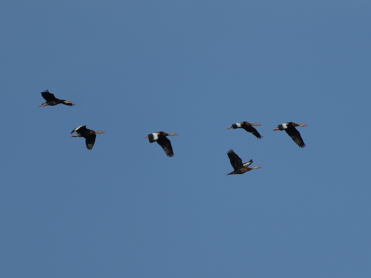 Black-bellied Whistling-Duck - Tami Reece