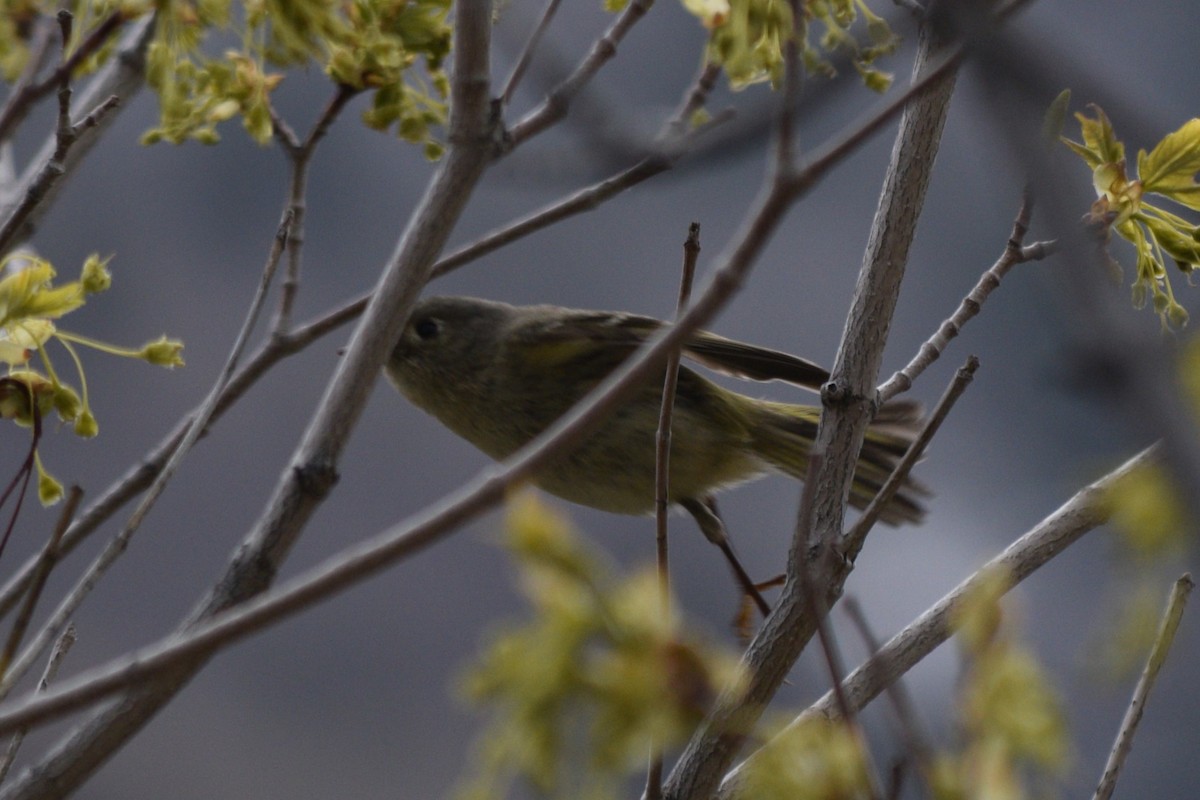 Ruby-crowned Kinglet - ML618566825