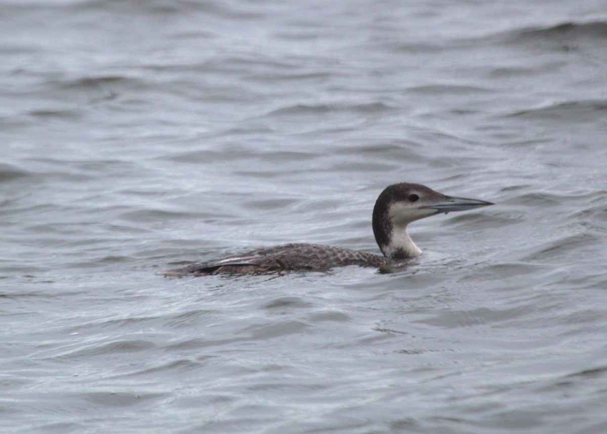 Common Loon - ML618566826