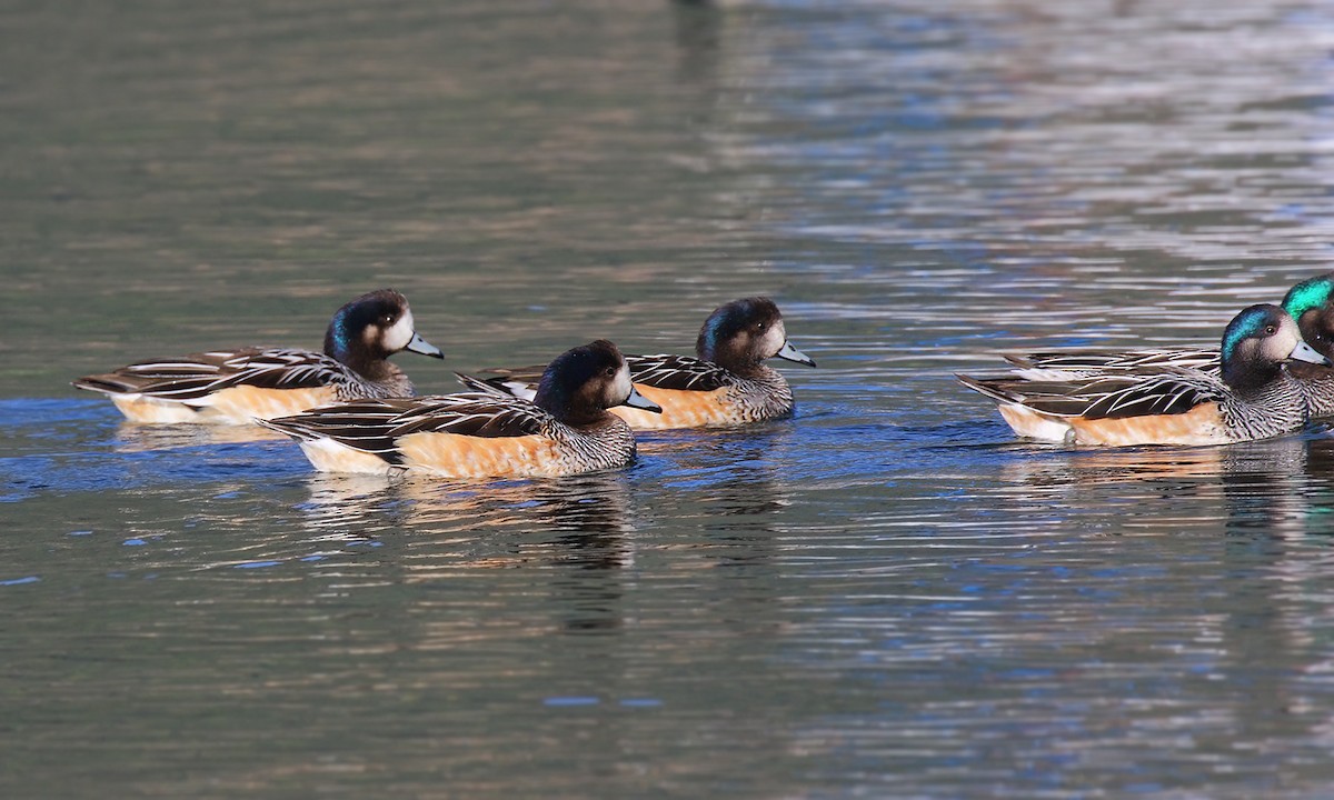 Chiloe Wigeon - Adrián Braidotti