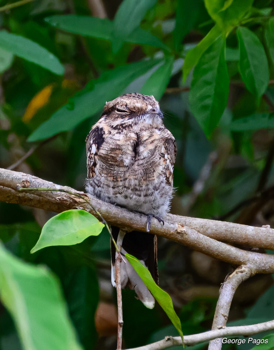 Ladder-tailed Nightjar - ML618566836