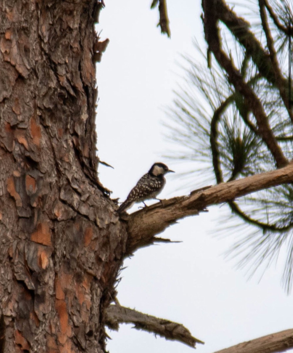 Red-cockaded Woodpecker - ML618566837