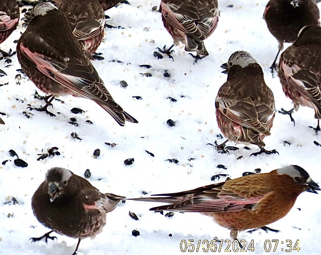 Gray-crowned Rosy-Finch (Gray-crowned) - Brian Iverson