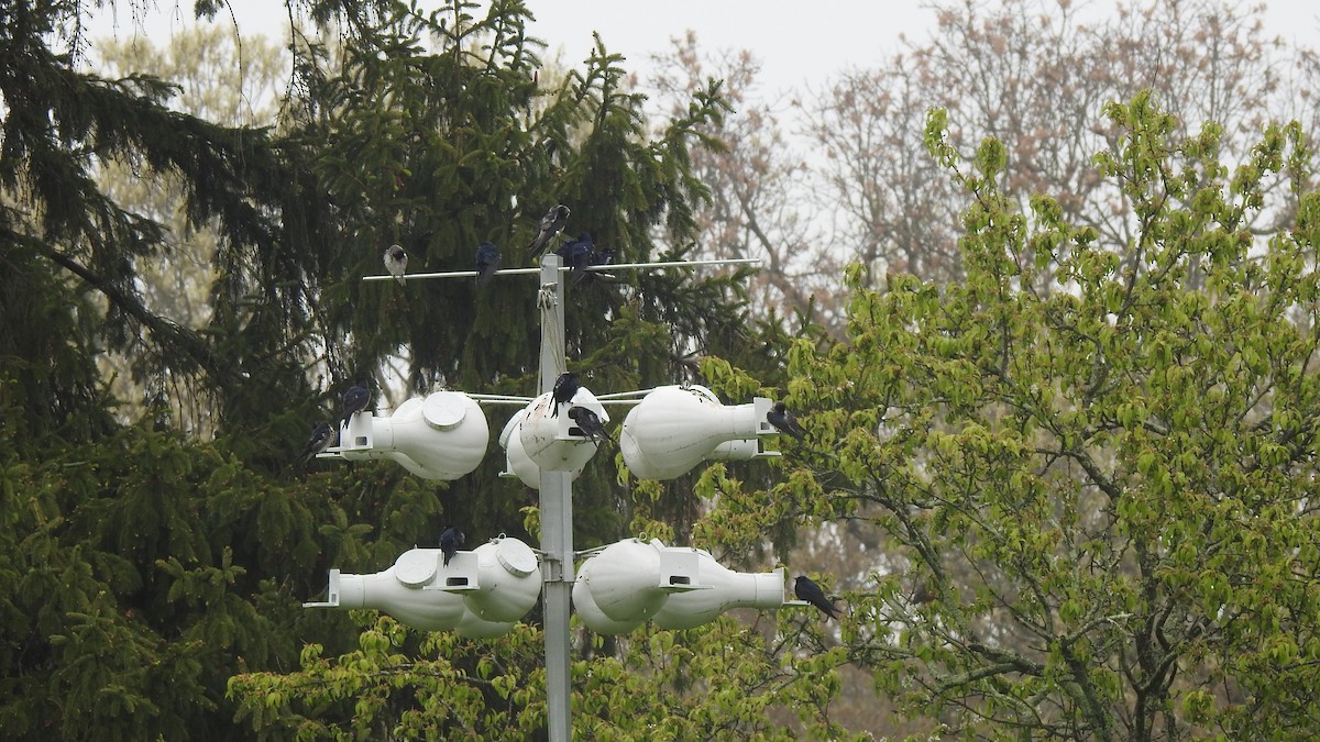 Purple Martin - ML618566888