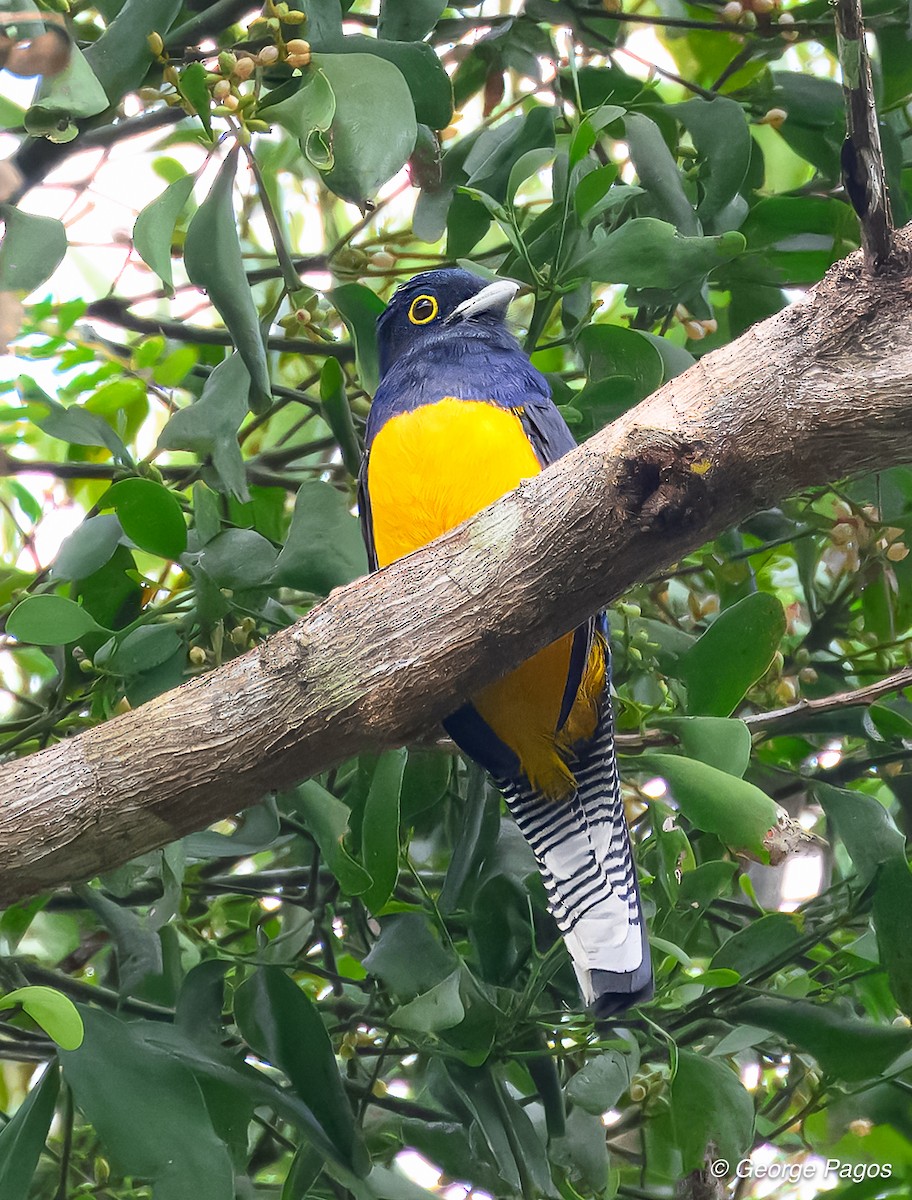 Trogon d'Amazonie - ML618566891