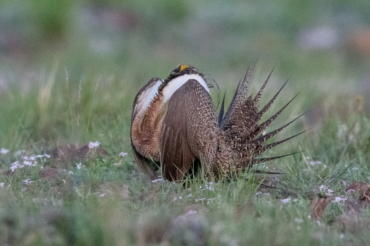 Greater Sage-Grouse - Jeff Bleam