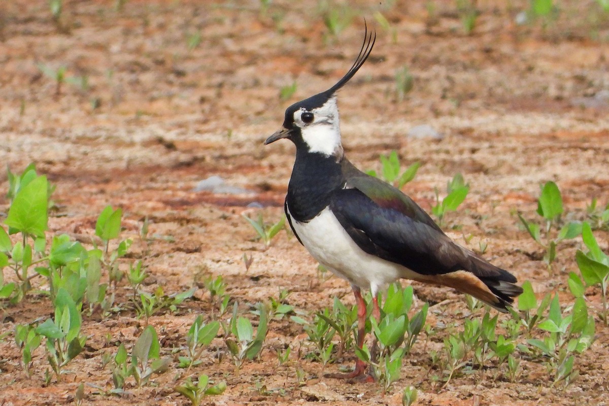 Northern Lapwing - ML618566937