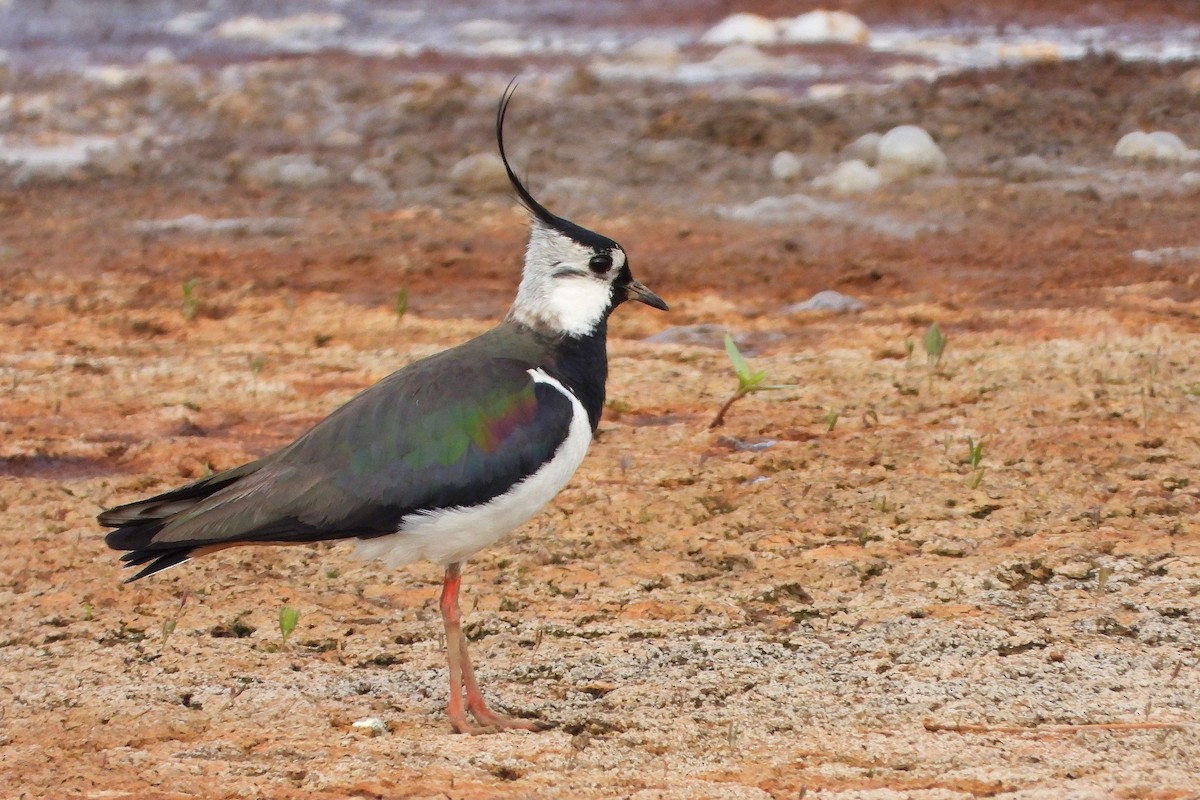 Northern Lapwing - ML618566942