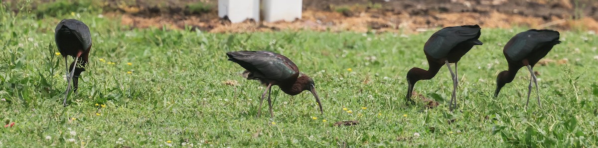 Glossy Ibis - Deborah H