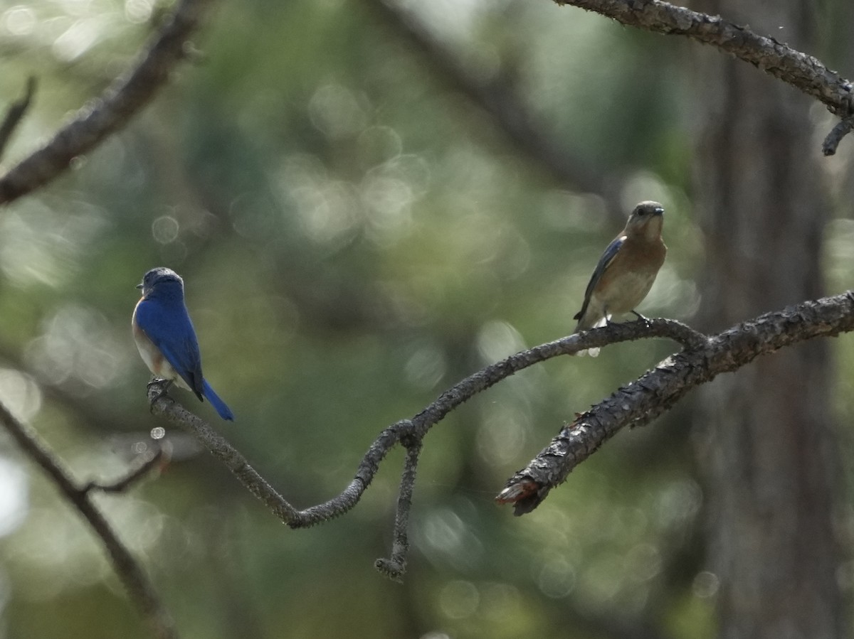 Eastern Bluebird - Tami Reece