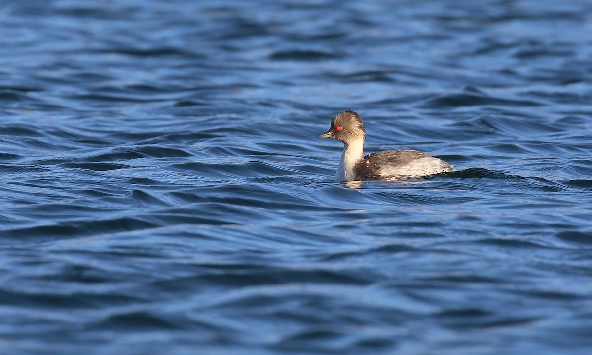 Silvery Grebe - Adrián Braidotti