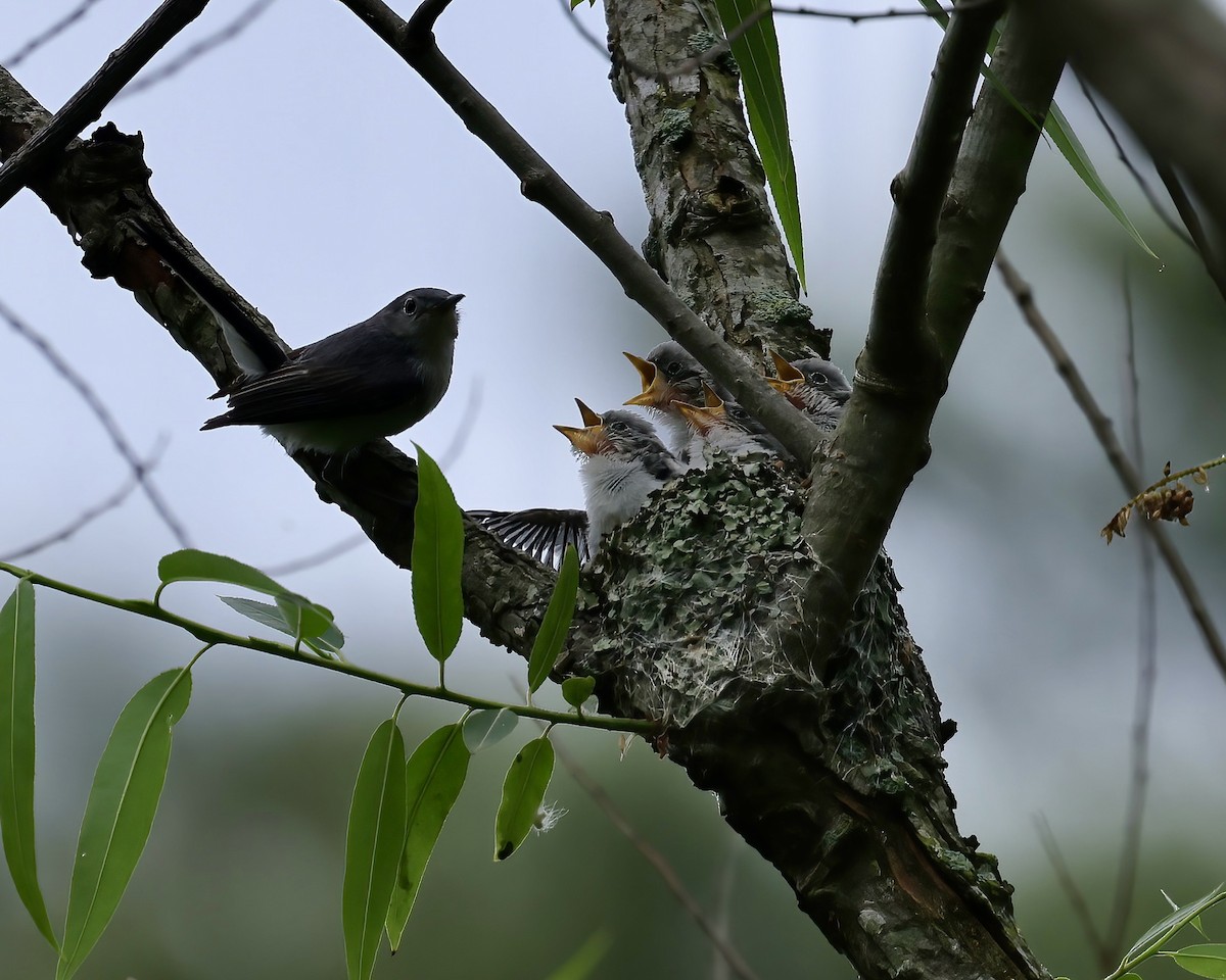 Blue-gray Gnatcatcher - ML618567040